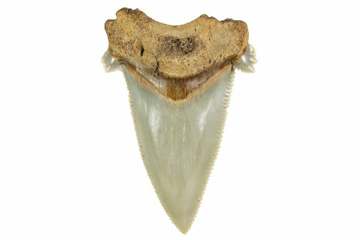 Serrated Angustidens Tooth - Megalodon Ancestor #368631